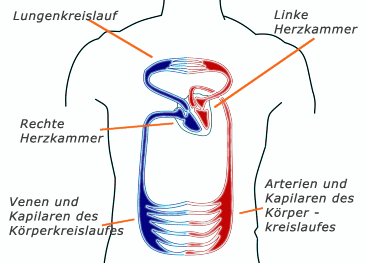 Blutkreislauf